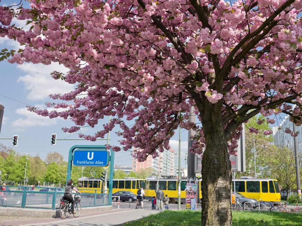 Ich zeige euch die schönsten Orte für die Kirschblüte in Berlin und wie ihr sie mit dem Fahrrad erkunden könnt.